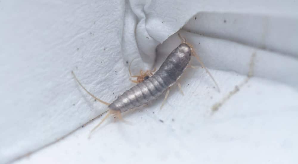 Bestrijden Zilvervisjes