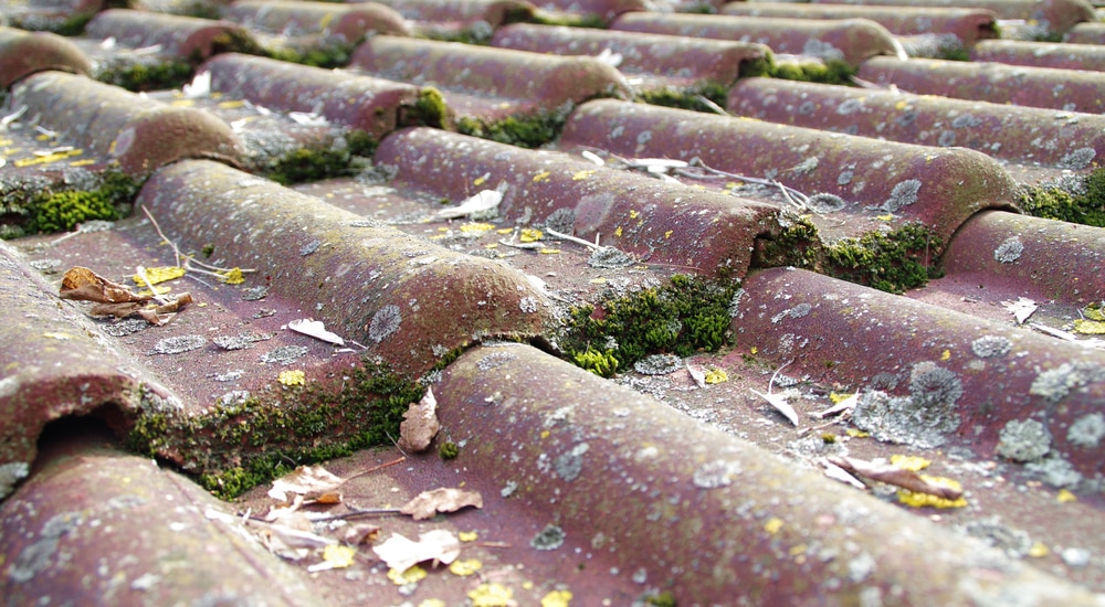 Betonnen dakpannen met veel mosgroei; een probleem dat aangepakt moet worden om de levensduur van de dakbedekking te verlengen.