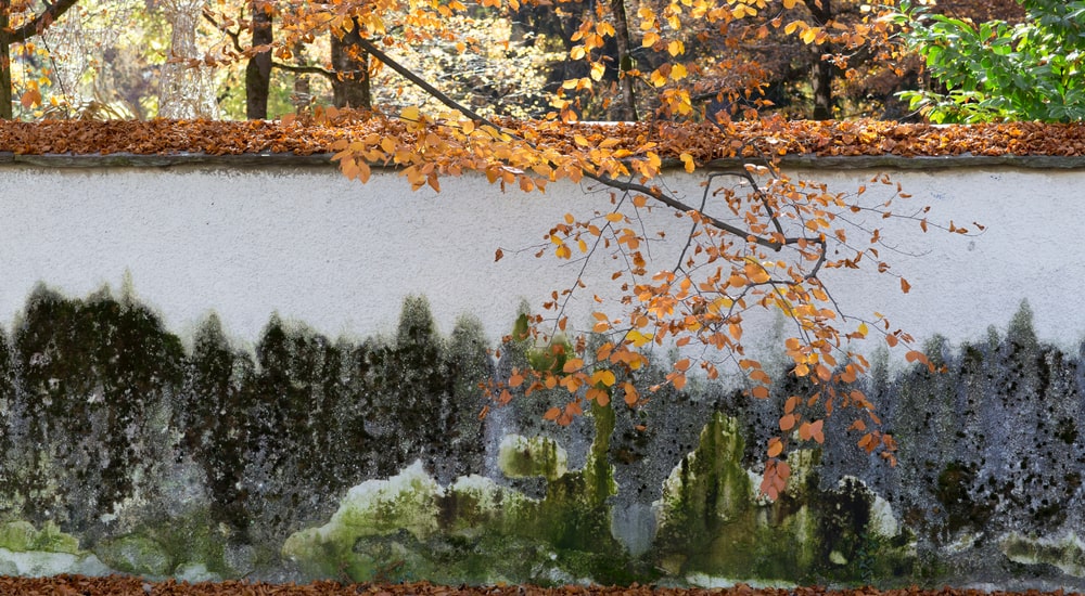 Cladosporium groene schimmel op een stenen omheining