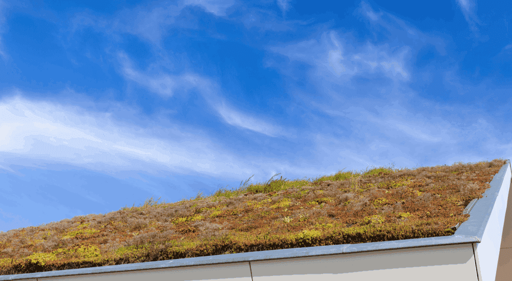 Extensief groendak met hemelsblauwe lucht
