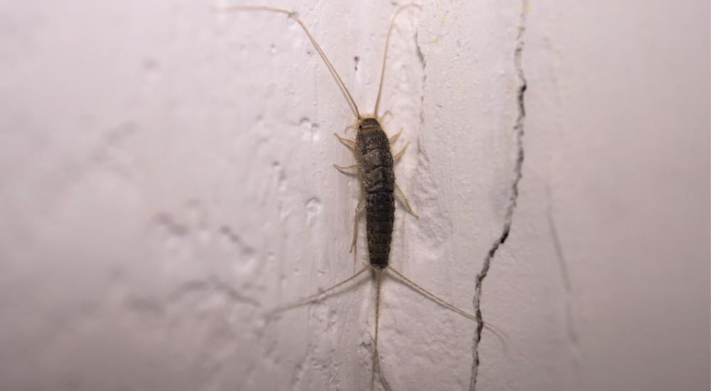 Een zilvervisje op een witte muur