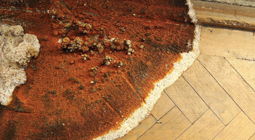 Huiszwam op de houten vloer van een woning