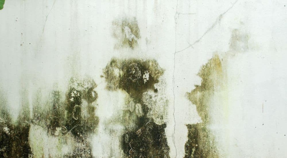 Huiszwam aan de muur van een woning.