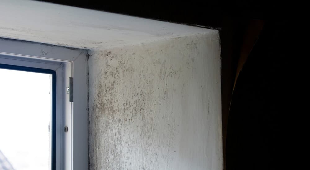 Penicillium schimmel op de binnenmuur van een woning