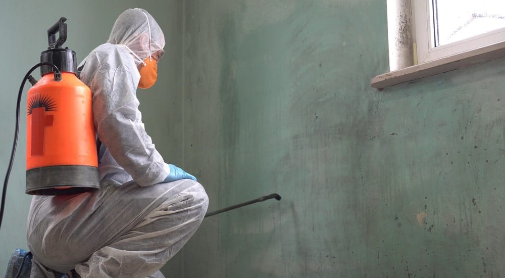 Schimmelbestrijder is bezig met de schimmel van muren te verwijderen