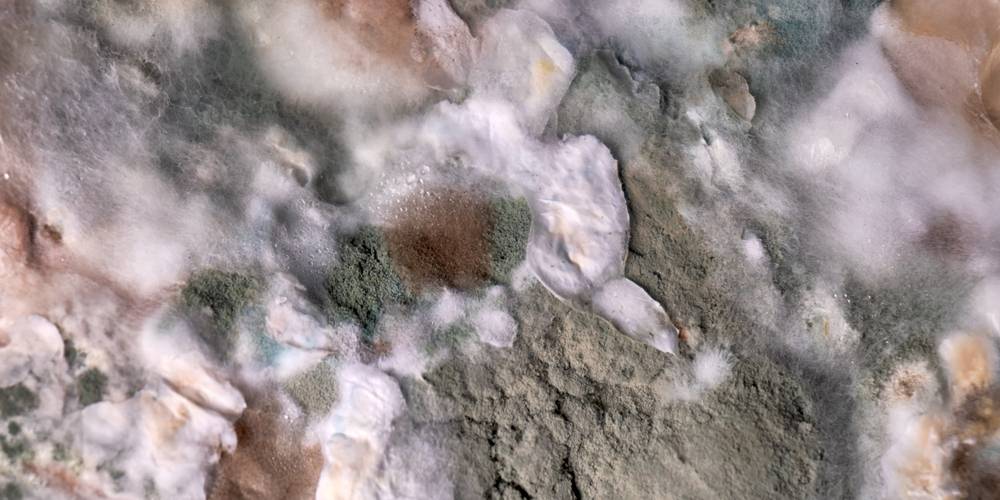 Witte schimmel op een muur van een woning.