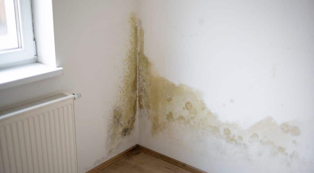 Witte schimmel in de hoek van een muur.