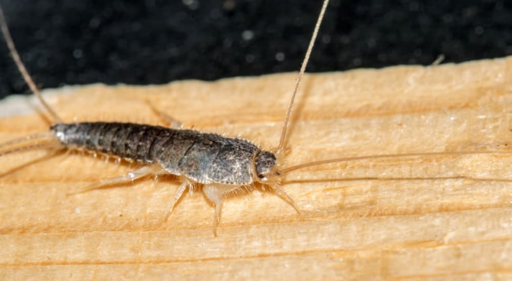 Een zilvervisje op een stuk hout