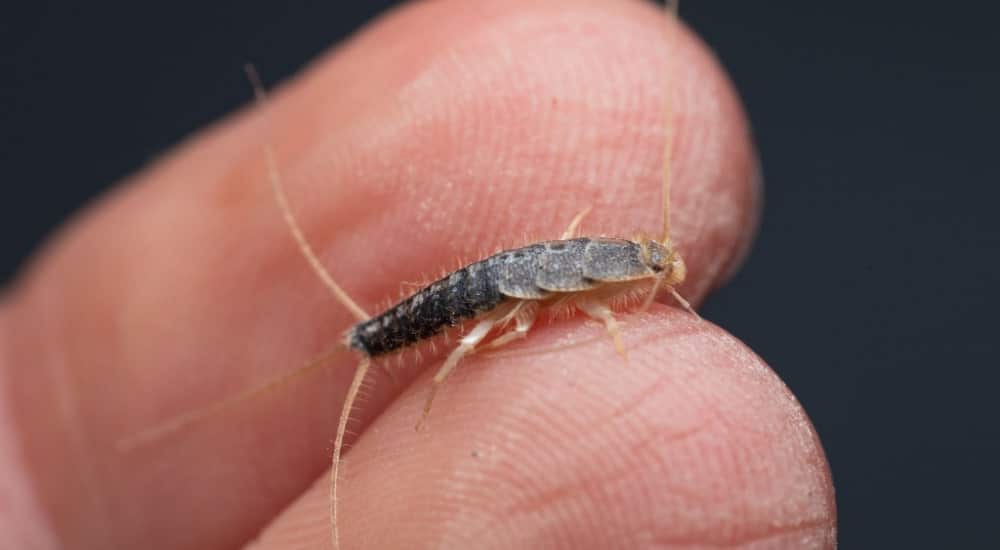 Zilvervisjes Bestrijden