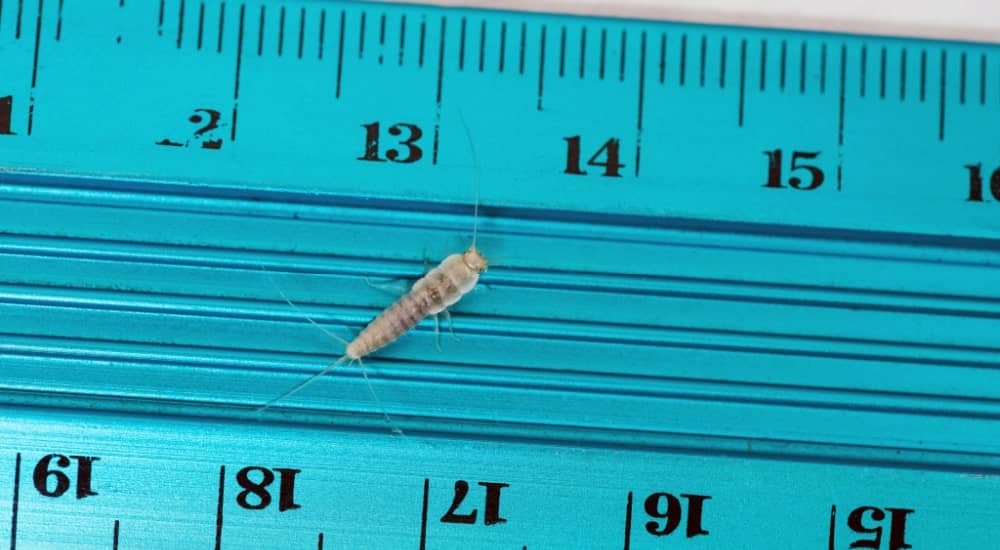 Zilvervisje op een blauwe liniaal