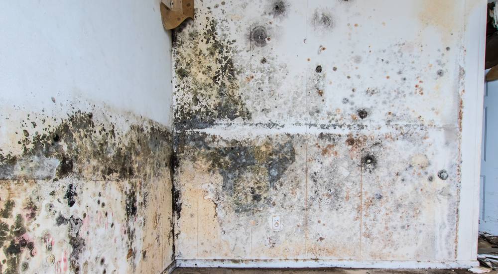 Zwarte schimmel op een muur