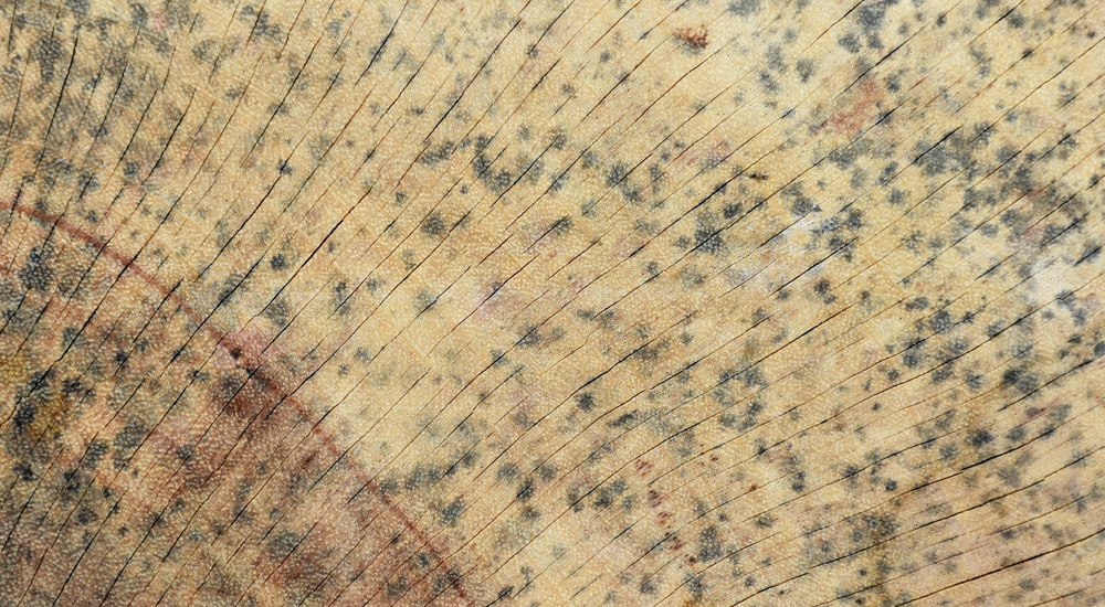 Zwarte schimmel op hout.