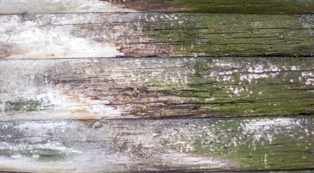 Witte schimmel op hout.