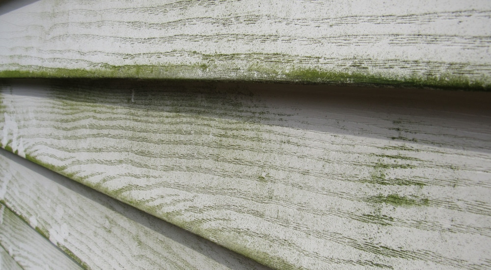 Groene schimmel op hout.