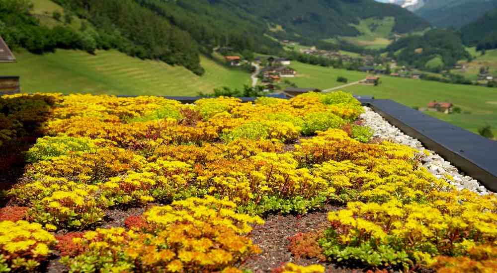 Een plat dak dat men heeft laten vernieuwen. Het gaat om een groendak met sedum. Op de achtergrond een groen heuvellandschap.