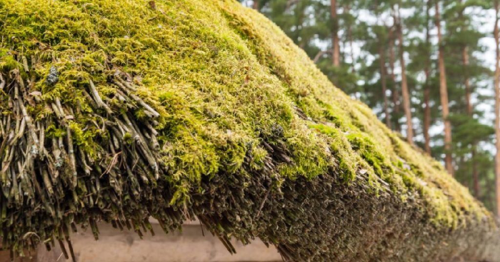 Een rieten dak met heel wat mos: nadelig voor de levensduur. Om de hoge kosten voor een nieuw rieten dak te vermijden, laat je een rieten dak best regelmatig onderhouden. Mos belemmert het opdrogen van het dak, wat ervoor zorgt dat het dak minder lang meegaat.