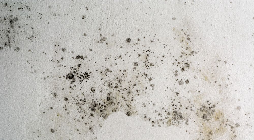 Schimmel in kamer op een witte muur.