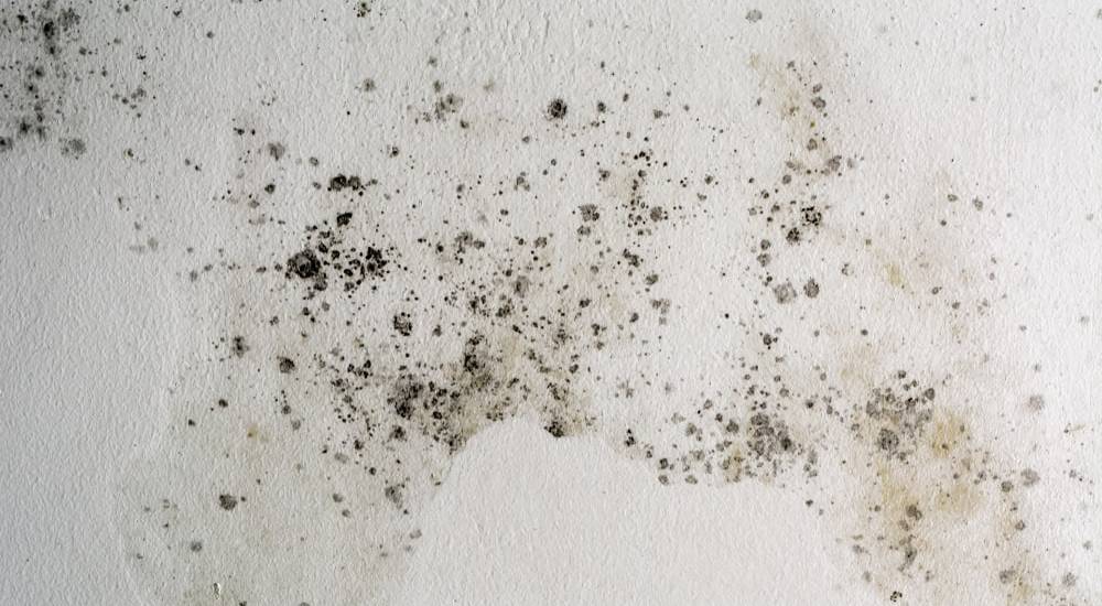 Zwarte schimmel op een witte muur.