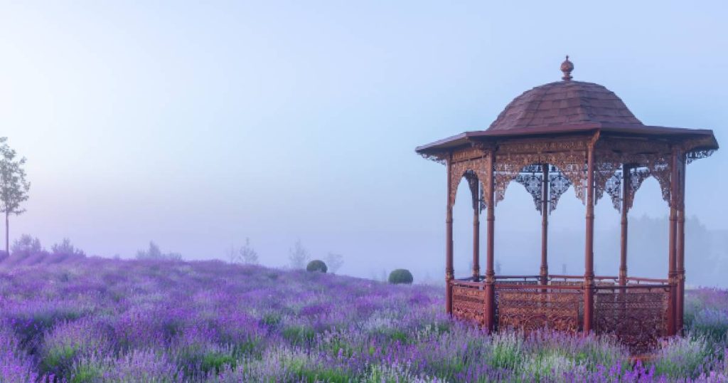 Een vrijstaande serre in roestkleurig smeedijzer in een lavendelveld.