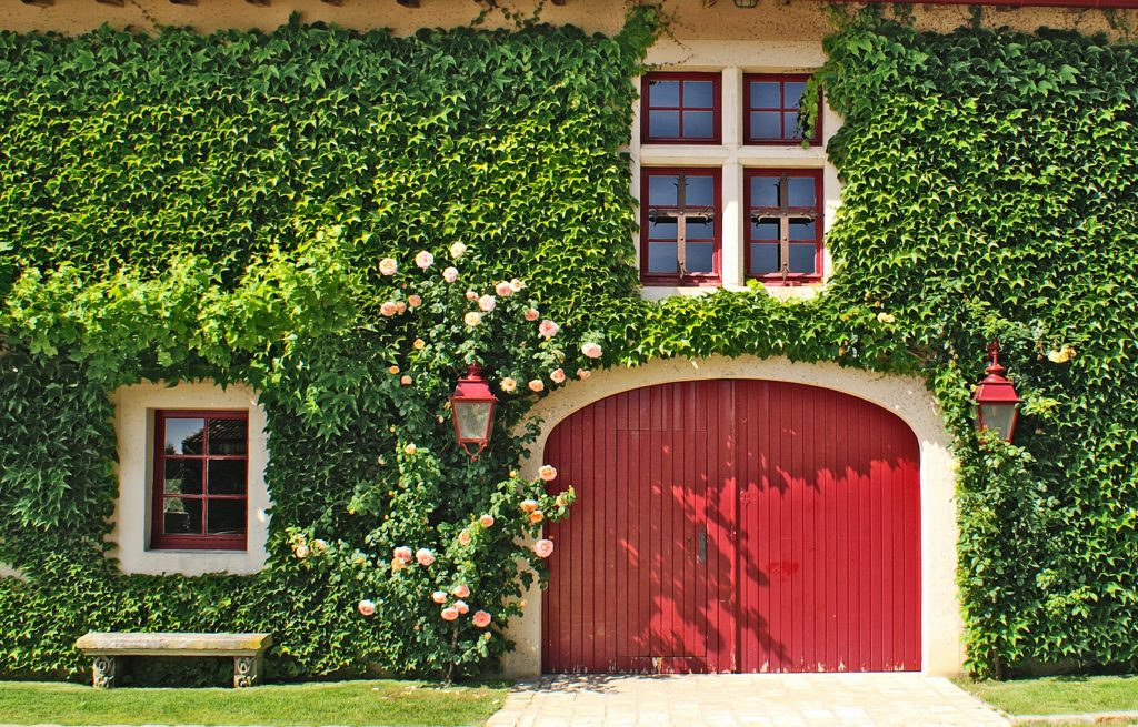 Groengevel op basis van klimop