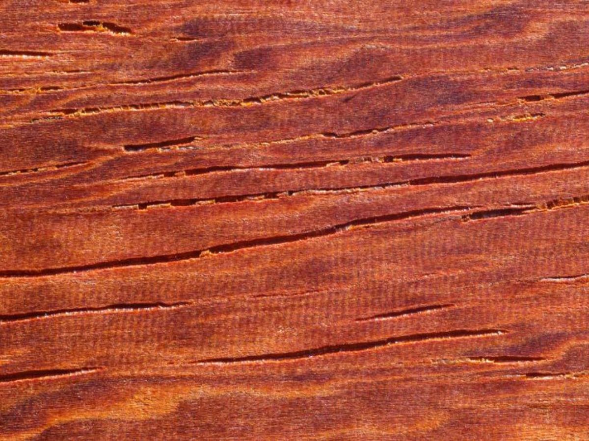 Close-up van een houten oppervlak van padoek, met kenmerkende lijnen en nerven die een warme, rijke uitstraling geven.