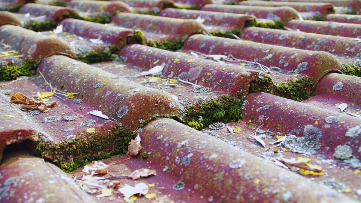 Betonnen dakpannen met veel mosgroei; een probleem dat aangepakt moet worden om de levensduur van de dakbedekking te verlengen.