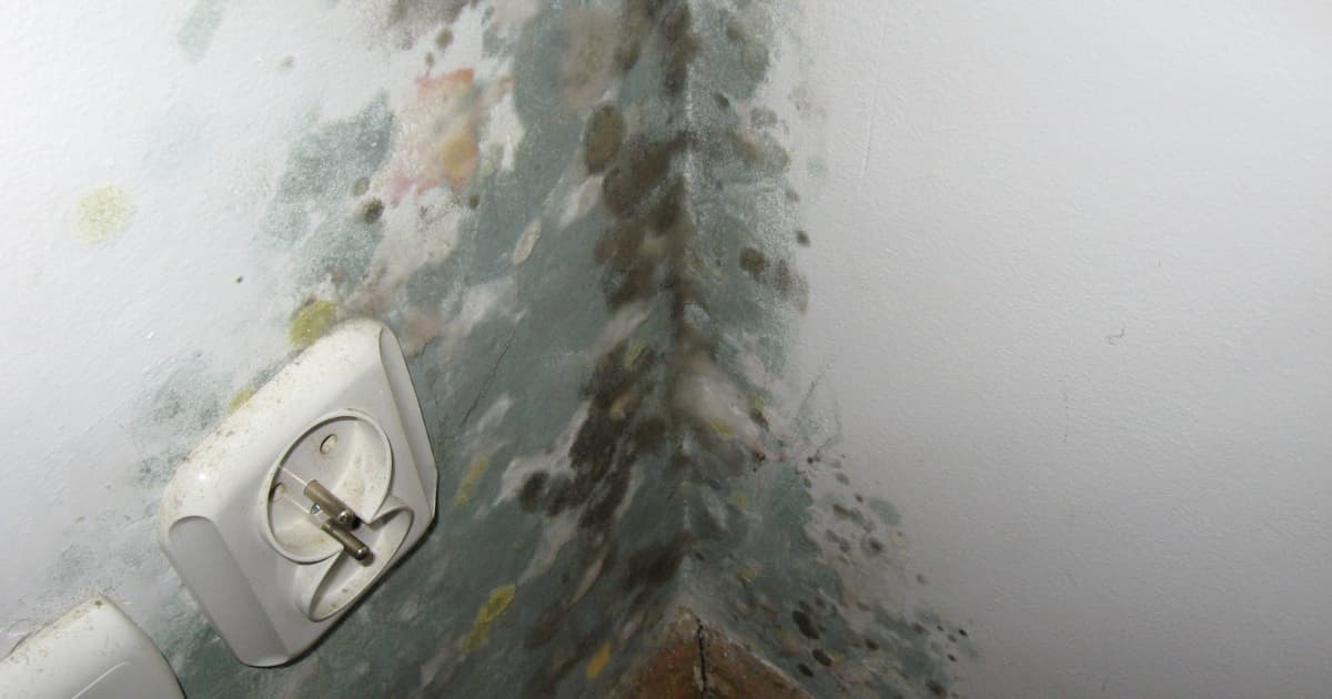 Blauwgroene schimmel met donkere vlekken en enkele gele plekken bedekt de hoek van een witte binnenmuur naast een vuil stopcontact.
