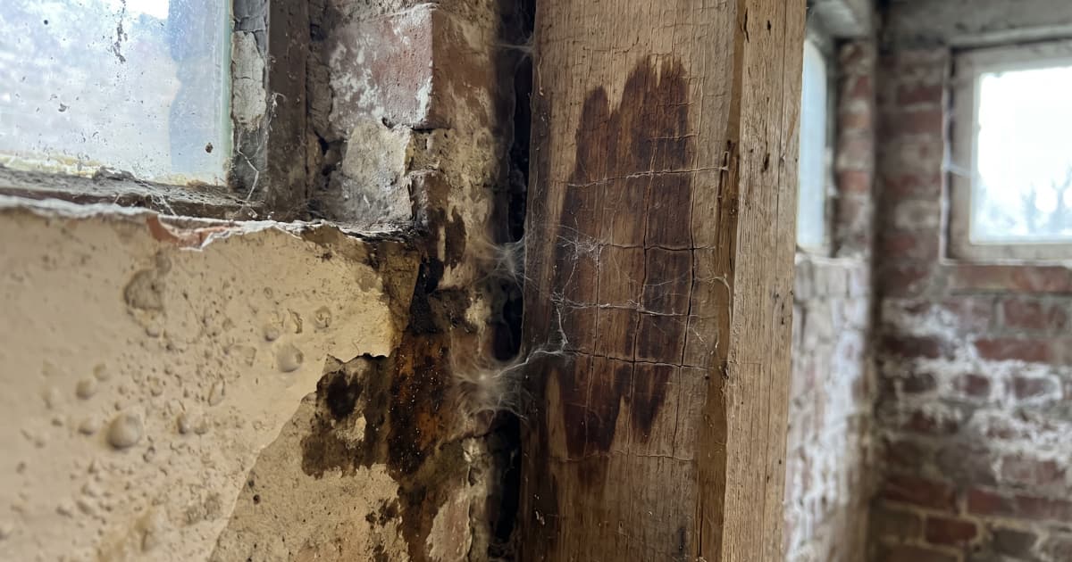 Een houten balk naast een kelderraam toont donkere bruine vlekken, krimpscheuren in een blokjespatroon en witte schimmeldraden, terwijl het pleisterwerk ernaast loslaat door vochtschade.