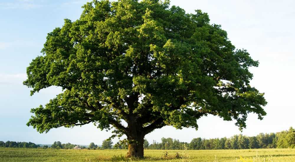 Een eiken boom