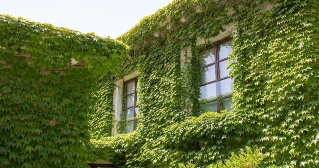 Een huis met veel groene gevelbegroeiing