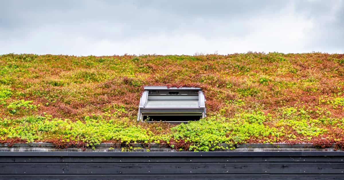 Een hellend groendak met sedums rondom een dakraam