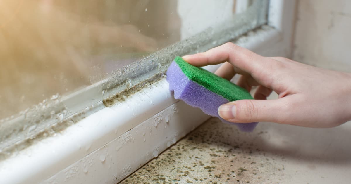 Een hand reinigt met een groen-paarse spons de donkere schimmelrand langs de onderkant van een nat raamkozijn waar condensdruppels op het glas en de witte vensterbank zichtbaar zijn.