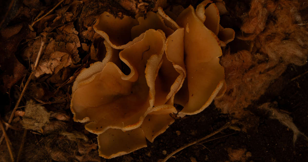 grote kelderzwam op plafond van kelder