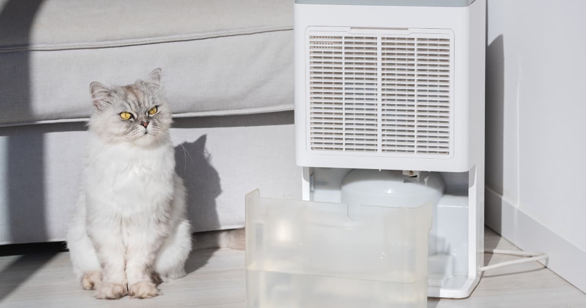 Een witte mobiele luchtontvochtiger staat met uitgenomen waterreservoir op een lichte houten vloer terwijl een witte langharige kat ernaast zit voor een grijze bank in het zonlicht.