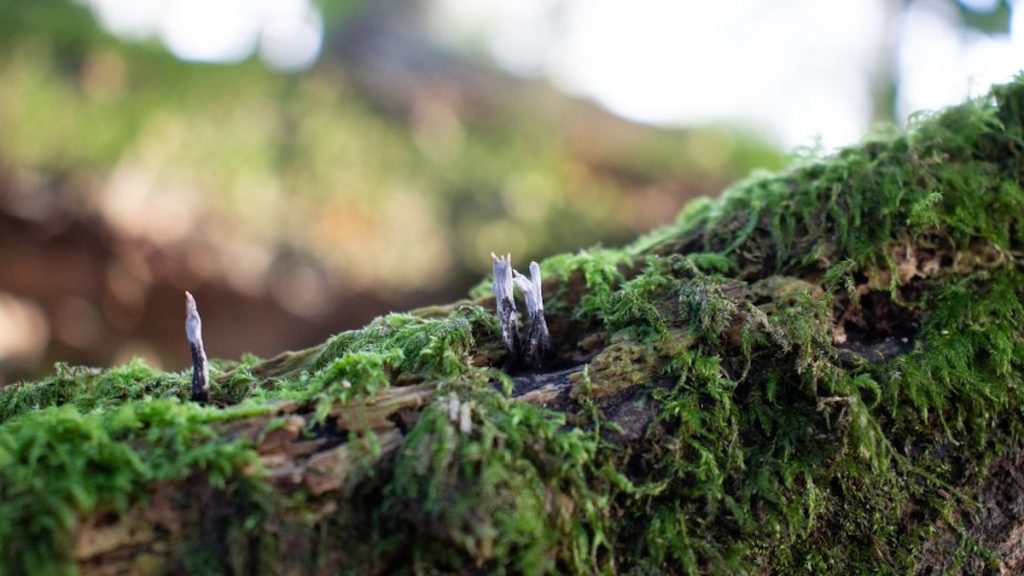 Een close-up van mosgroei op een laag hout.