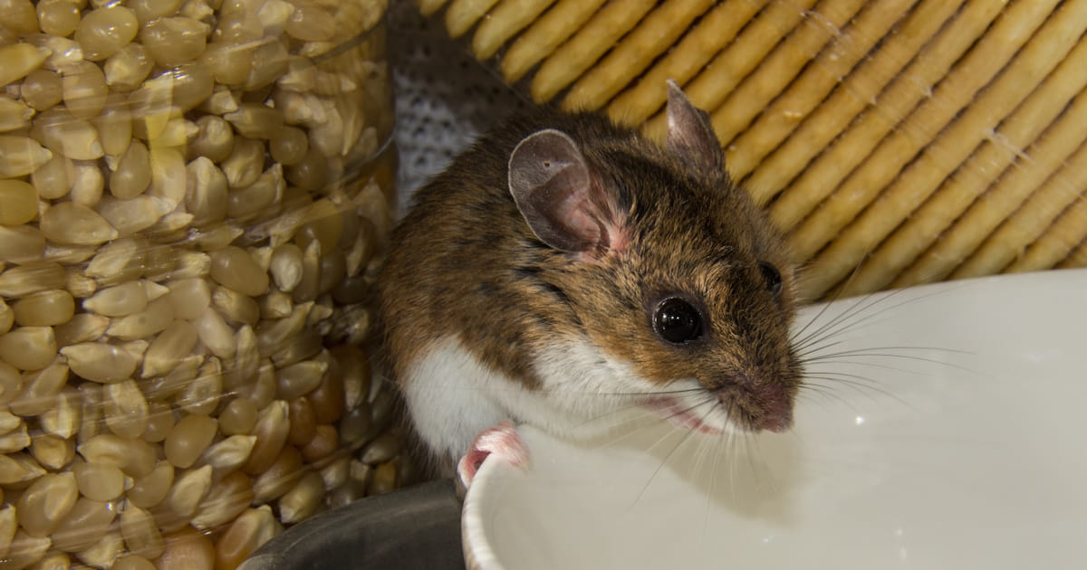 Een muis drinkt uit een schaaltje water, op de achtergrond zien we mais en koekjes in verpakking