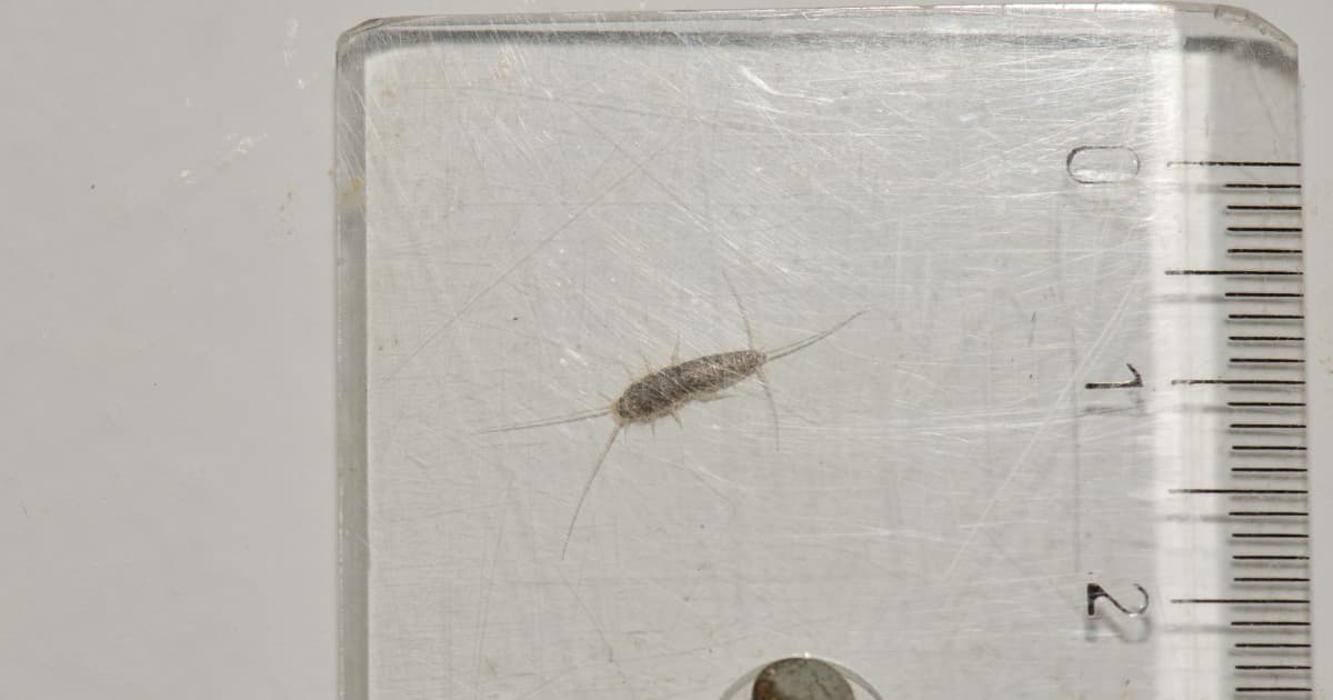 Een grijs gespikkeld papiervisje met lange antennes en staartdraden ligt op een doorzichtige liniaal met centimeterverdeling.