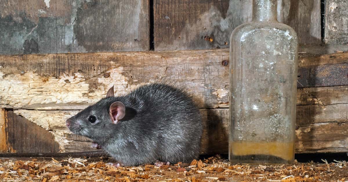 Een rat zit staat naast een fles met een vloeistof erin. Op de achtergrond houten balken