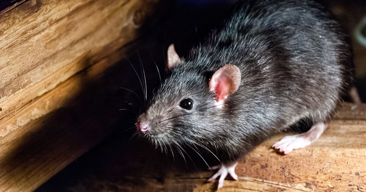 Een close-up van een rat. De rat loopt op een houten oppervlak