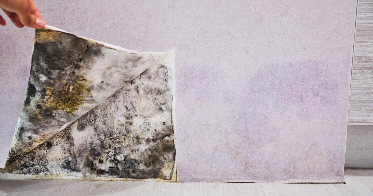 Zwarte schimmel is zichtbaar achter een hoek van het behang