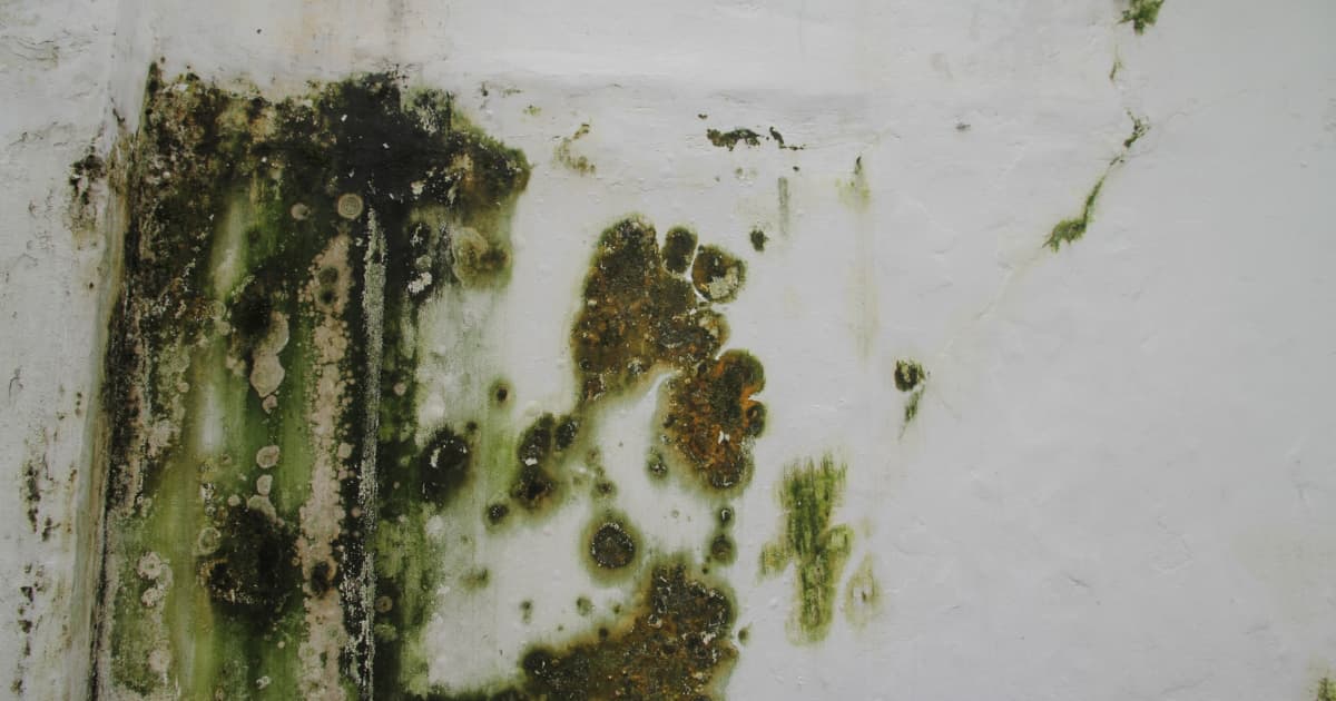 Schimmelplekken in lichtgroene, donkergroene, bruine en bijna zwarte tinten groeien door elkaar over een witte muur met lichte barsten.