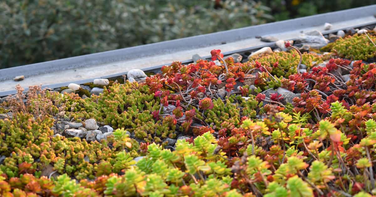 Een groendak met sedums in verschillende kleuren, tegen de rand van het platte dak is een strook grind geplaatst