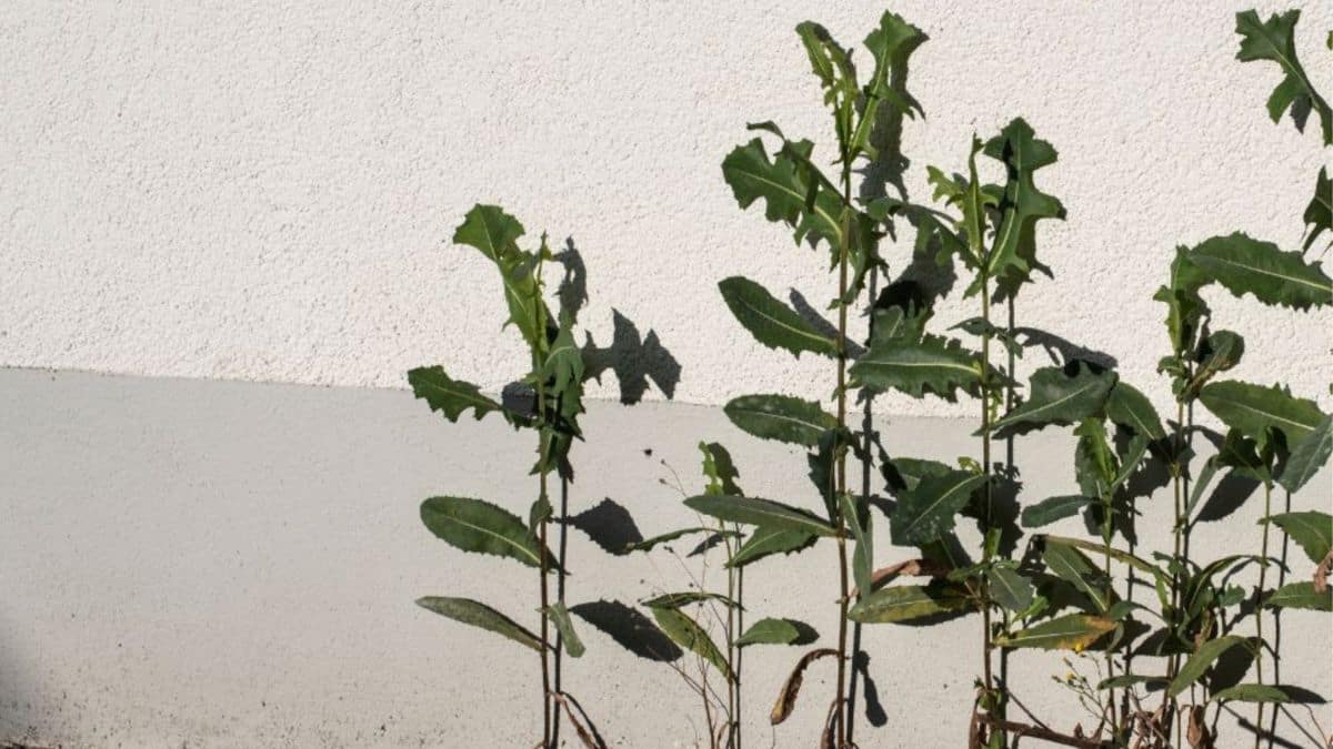 Een woning heeft een gevelbekleding van sierpleister met een grijze kleur