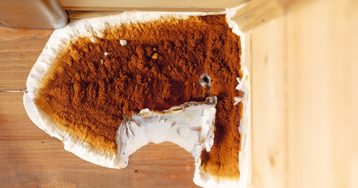 Een groot vruchtlichaam van de huiszwam met dik bruinoranje sporenoppervlak en witte rand groeit op de overgang tussen een houten plafond en een gepleisterde muur.