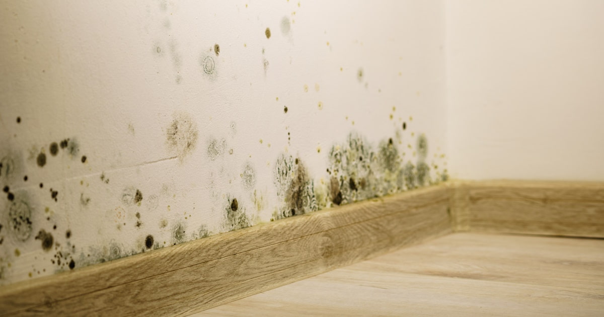 Groene en grijze schimmelplekken op een muur, precies boven de plint