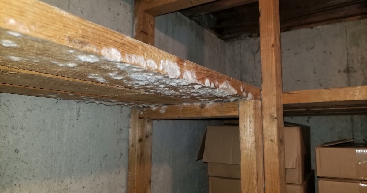 Witte pluizige schimmel groeit in onregelmatige plekken op de onderkant en de rand van een houten plank in een kelder met betonnen muren en kartonnen dozen op de achtergrond.