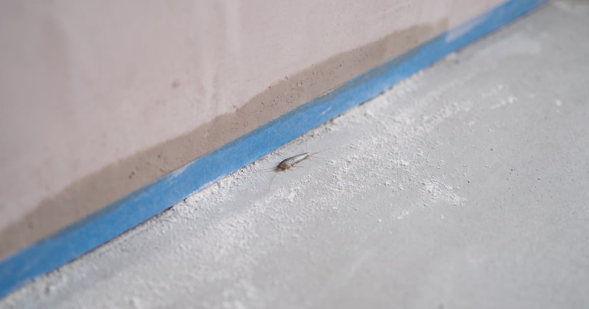 Een klein zilvervisje kruipt over een grijze dekvloer met wit stucstof langs blauw afplakband onder een vers gestucte muur met een donkere vochtrand.